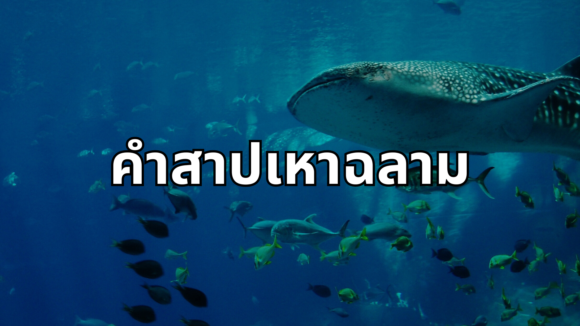 #31 คำสาปเหาฉลาม